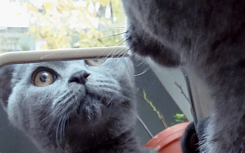 Co kot widzi w lustrze?