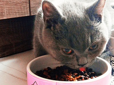 Mój kot jest wiecznie głodny, dlaczego on tyle je? Co robić?