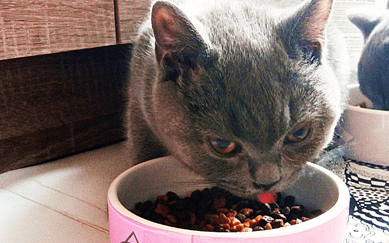 Mój kot jest wiecznie głodny, dlaczego on tyle je? Co robić?