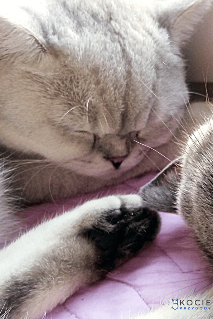 Kiedy ilość snu naszego kota powinna nas zaalarmować?