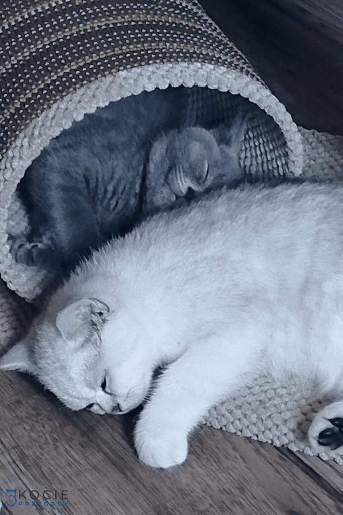 Kiedy ilość snu naszego kota powinna nas zaalarmować?